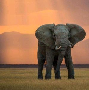 Meet your Posher, Anjanette